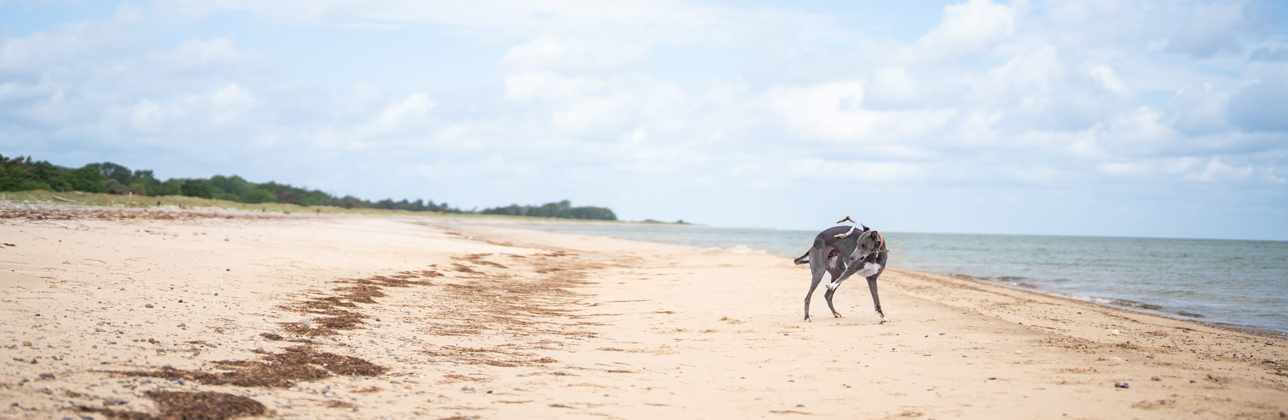 Dog running on the beach
